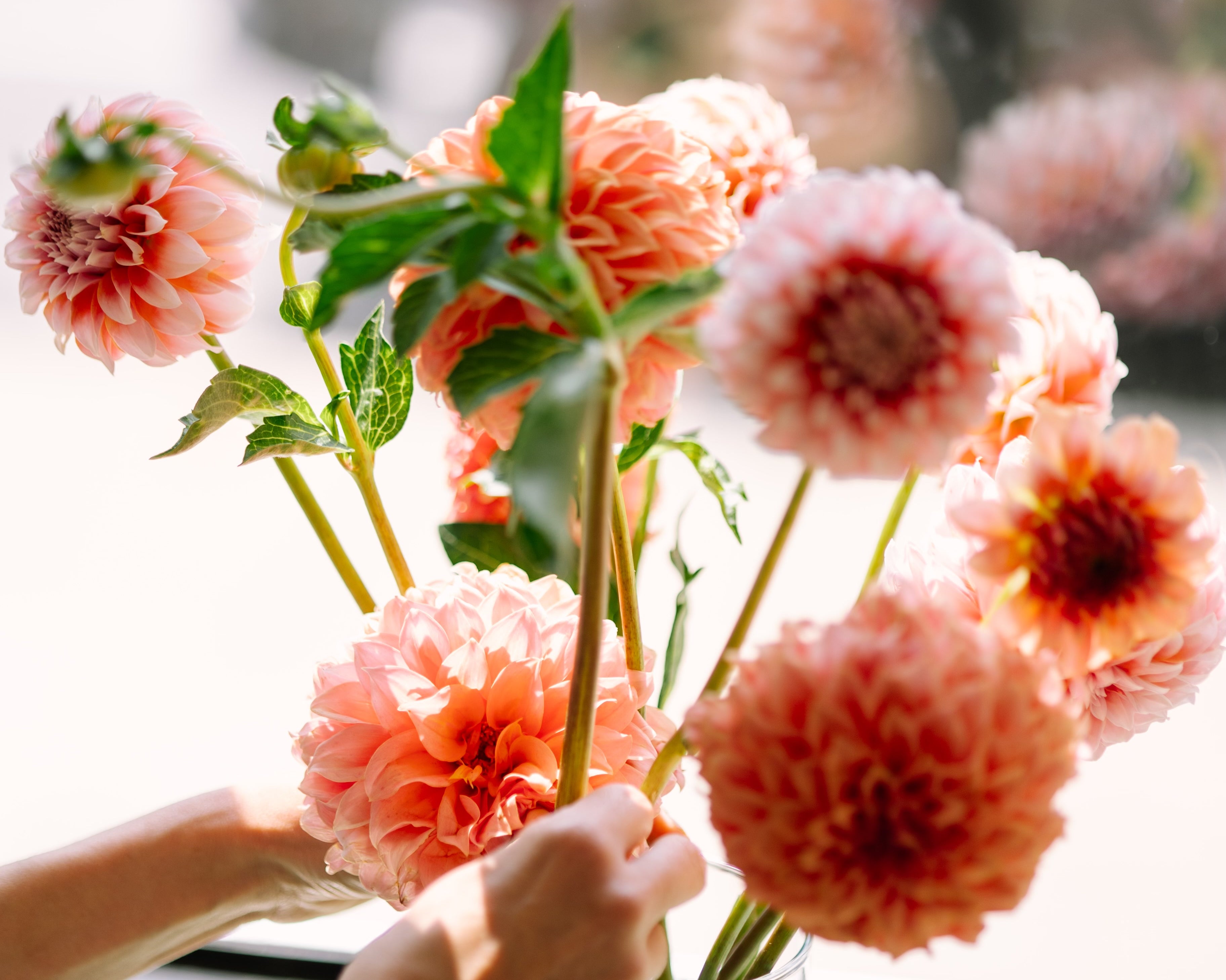 Person arranging pink flowers in a vase by a window