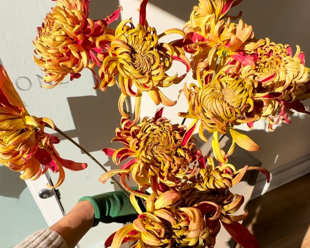 Bouquet of dried flowers held by a person indoors with sunlight casting shadows.