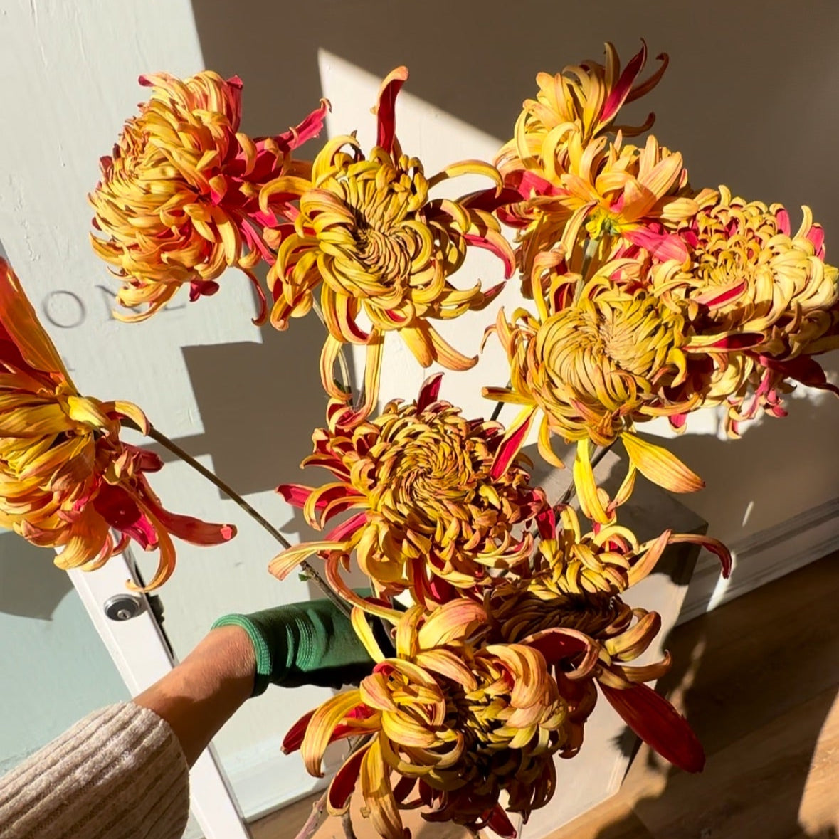 Bouquet of dried flowers held by a person indoors with sunlight casting shadows.