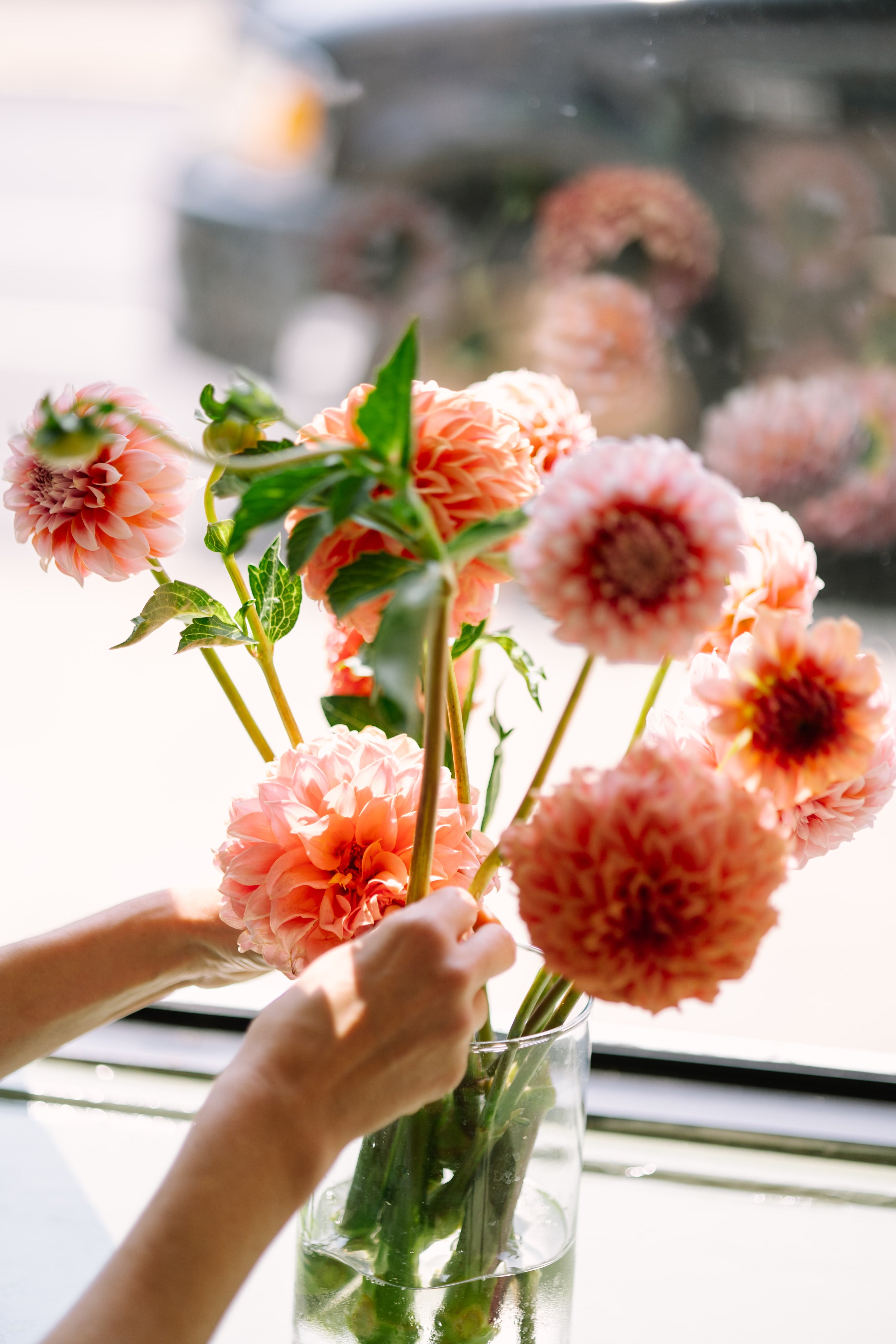Person arranging pink flowers in a vase by a window